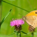 Image_1568