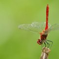 Image_1569