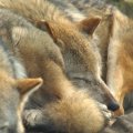 Image_1575