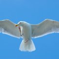 Image_1581